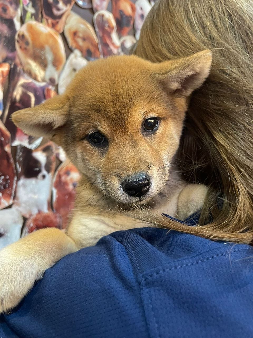 Yuki the Shiba Inu puppy, the day she came home